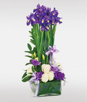 Soaring Blooms