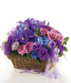 Violet Blooms